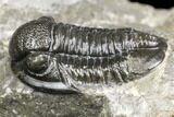 Detailed Gerastos Trilobite Fossil - Morocco #141670-3